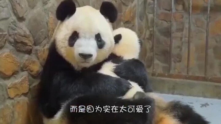 熊猫幼崽成功越狱，结果被奶妈强行塞了回去，妈妈立即让它面壁