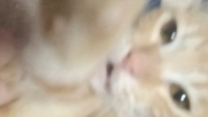 Straw Hat Kid Is Here!