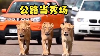 非洲的路霸狮子！