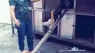 Serasa Naik Angkot