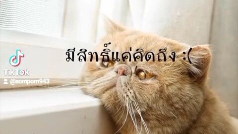 มีสิทธิ์แค่คิดถึงคงไม่ได้เจอแล้ว