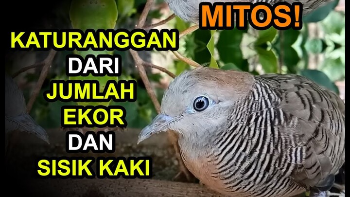 MITOS! Jenis KATURANGGAN PERKUTUT dari Jumlah EKOR dan SISIK Kaki