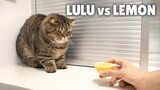 I Found LuLu’s Worst Enemy! | Kittisaurus