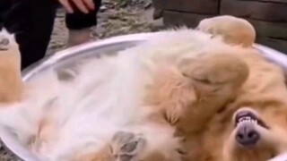 This hilarious Chinese video has completely shattered the defenses of overseas animal rights activis