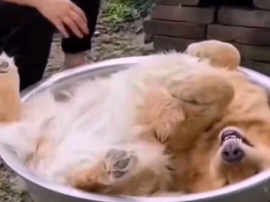 هذا الفيديو المضحك من الصين تسبب في انهيار دفاعات حماة الحيوانات على المنصات الأجنبية.