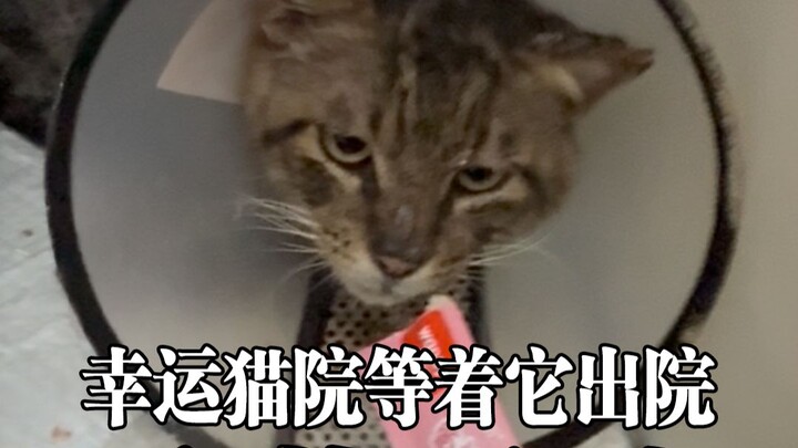 Hậu truyện của nấm hương, các bạn nhỏ của nó đang chờ nó xuất viện!