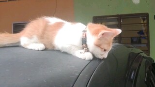 kucing oyen