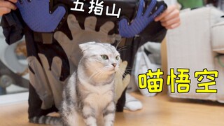 猫咪被压在了五指山下 出来毛都没了！