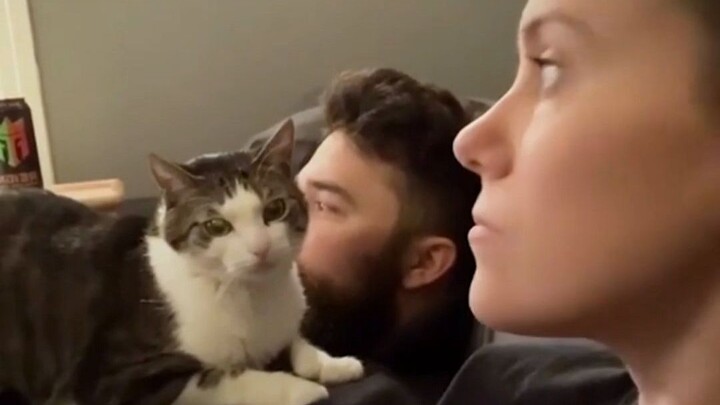 The young lady saved a kitten, but the kitten fell in love with her husband instead...