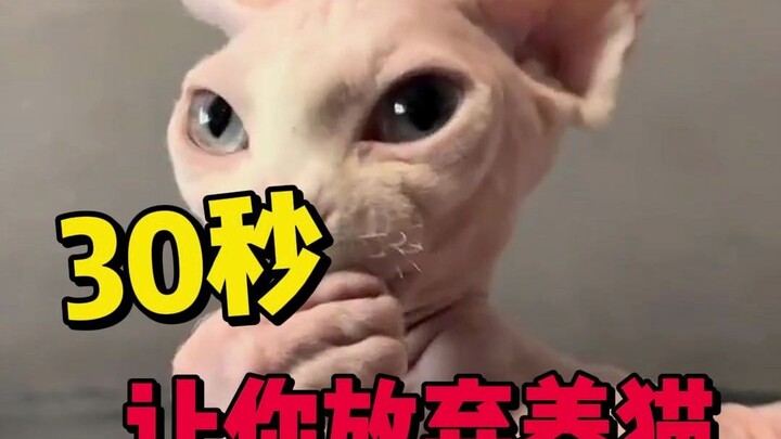 Will 30 Seconds Make You Give Up on Getting a Cat?
