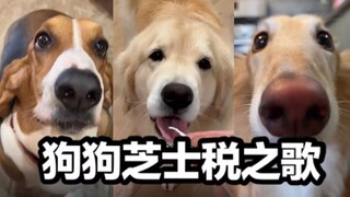 狗界最新洗脑神曲 - 《芝士税之歌》