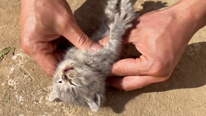 "It is said that 60% of stray cats cannot survive the winter."