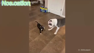 หมาแมวฮ่าๆกวนๆDogcatรวมคลิปสัดโลกน่ารักEp17/funny cats and dogs compilation