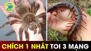 7 Loài Côn Trùng Cực Độc Lại Còn To Khổng Lồ | Vivu Thế Giới