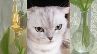 CUTE PET #น่ารัก&ตลก #5555+