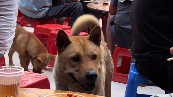 Uncle Dog is here to grab a seat too