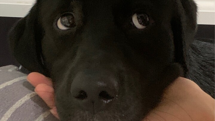 I heard dogs look cuter when you can see their whites of their eyes?