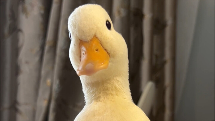 Sheng Nan: Do one good deed a day—hire someone to roast a duck.