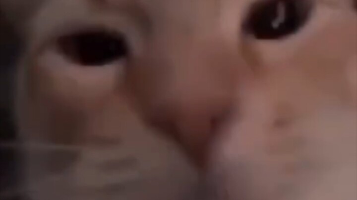 Meme mèo có thể làm đầu to ra