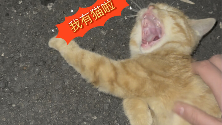 Family, I have a cat now!