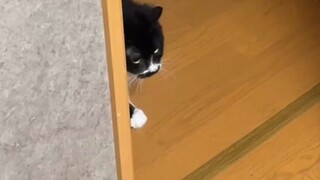 Disposal of discarded mouse traps in this way can better protect cats!