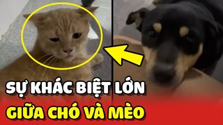 Minh chứng rõ ràng cho sự KHÁC BIỆT giữa CHÓ và MÈO 😂 | Yêu Lu