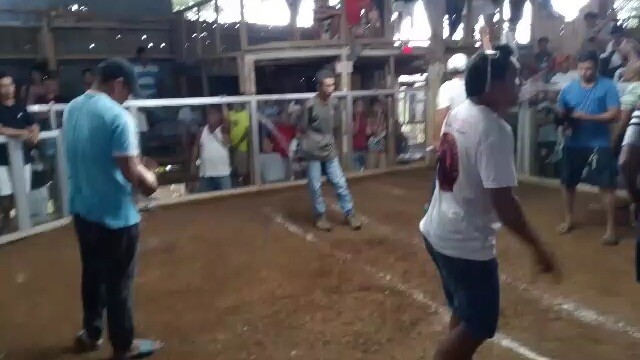 Pure White Hatch 4x winner