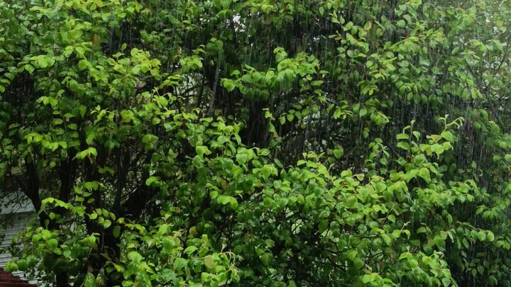 Rain