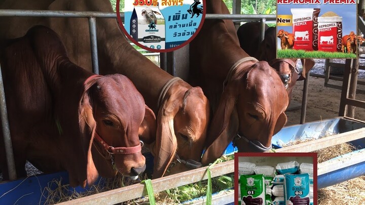 สูตรอาหารวัวอ้วน แร่ธาตุสร้างภูมิคุ้มกันสำหรับวัว