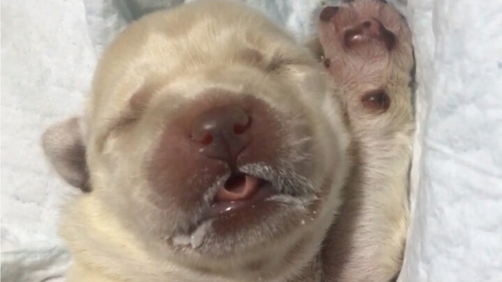 This lone little seedling sure can chow down!