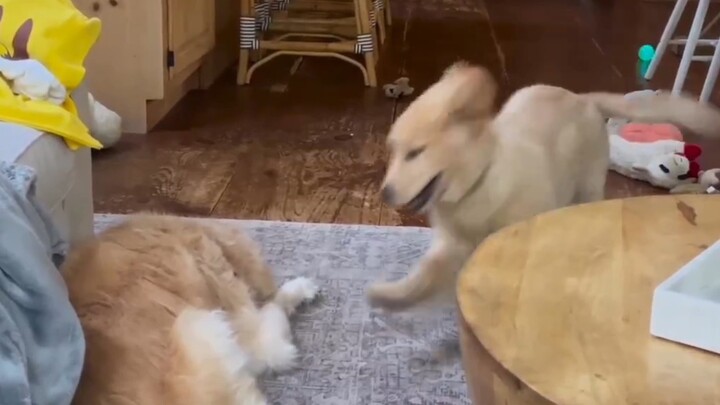 The little golden retriever, in its exuberance, steps on the big golden retriever and gets a stern s