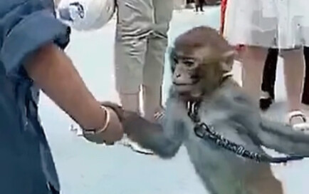 Monyet kecil itu mengira anak-anak itu memakai belenggu di tangan mereka.