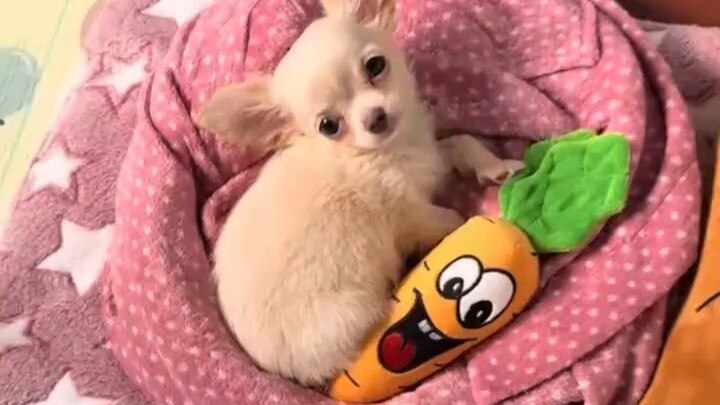 When will our Chihuahuas rise up?