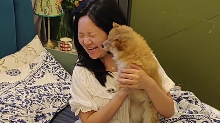 I bought a shiba dog for my wife