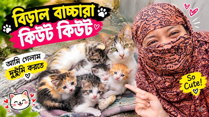 বিড়ালের বাচ্চাদের সাথে একটু দুষ্টুমি 😻🐱 | এত কিউট যে চোখ সরানো যায় না!