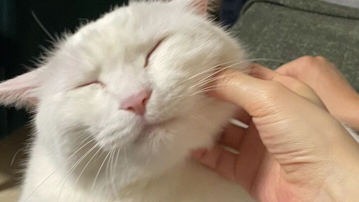 Da Mi: Let me show you how to turn into a seal in one second (the ending features updates on Xiao Mi