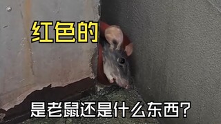 Vào những ngày mưa, tôi luôn bắt gặp những điều kỳ lạ