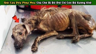 Cuộc Giải Cứu Đầy Phép Màu Một Chú Chó Bị Bỏ Đói Gần Như Chỉ Còn Bộ Xương Khô | Tám Tới Tấp