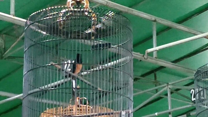 MURAI BATU JUARA SATU SUARANYA GACOR NGEPLONG BANGET