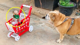 OMG! Baby Lion So Much Scare Dog, Orphan​ Tiny Newborn Monkey Baby Lion Cry Asking Mom Take Dog Away