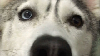 聪明的人已经开始私聊它爸了