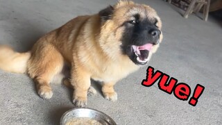 The Sheniu puppy has become spoiled and refuses to eat the food at home. What should I do?