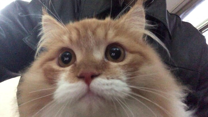 What’s it like to have an extremely clingy, chatty cat?
