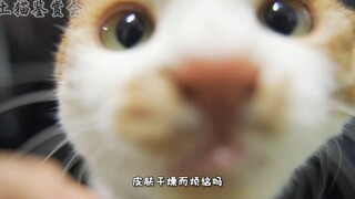 猫 型 去 角 质 仪