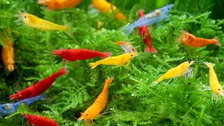 10 Jenis udang hias cantik untuk aquarium