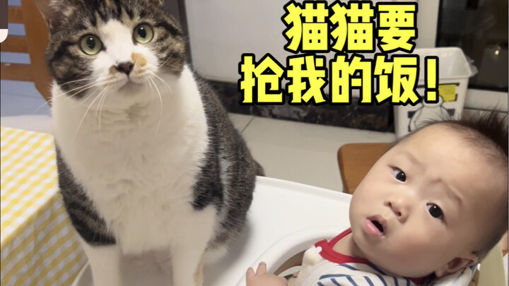 It turns out cats taught human babies how to eat solid food!