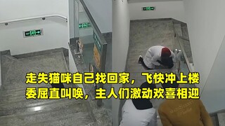 Lost cat finds its way home on its own, quickly dashes upstairs and cries plaintively; owners excite