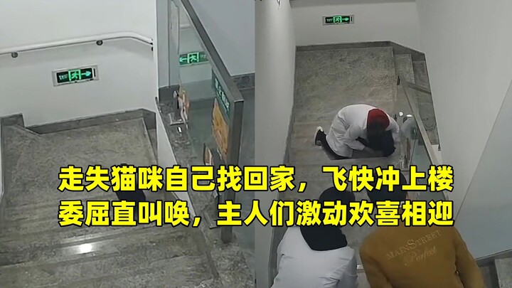 Mèo đi lạc tự tìm đường về nhà, lao vút lên lầu vừa chạy vừa kêu khóc đầy ấm ức, chủ nhân vui mừng p