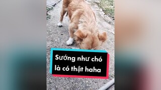 Tốn kém quá đi.  cunyeucuadua chó chócon chókhôn chócute fyp xuhuong