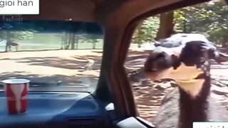 5 Loài Động Vật Có Miệng Kỳ Lạ & Độc Đáo Nhất Thế Giới - Hay Vl